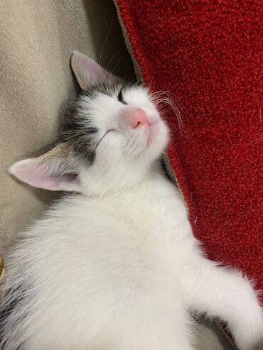 pulsuz pişiklər: Pulsuz çatdırılma — 2