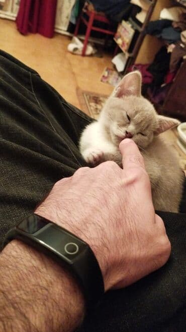 ucuz bala pişiklər: Dişi, Yaxşı əllərə — 3