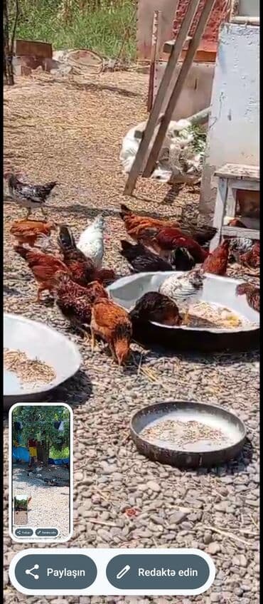 Toyuqlar: Toyuq, Ətlik, Ünvandan götürmə
