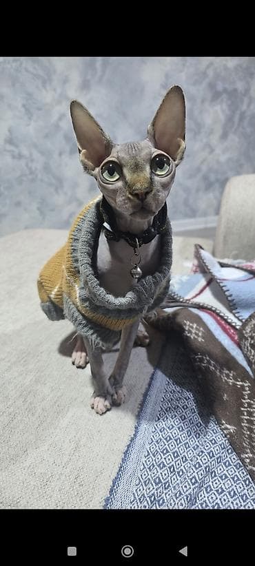 gence pisik: Sfinks — 3