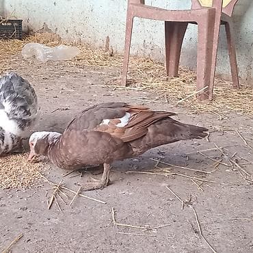 İtlər: Cütü 55 manat Ərkəy dişi . fındıq rəng Aktiv və ətlik Ərkəy, krasnodar — 3