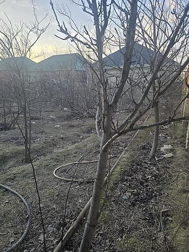 100 kv: 16 sot, Kənd təsərrüfatı, Mülkiyyətçi — 9