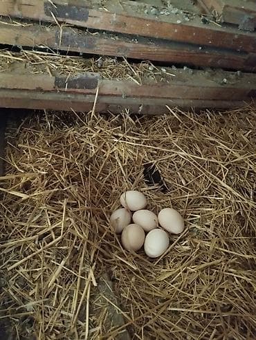 gəncə toyuq satan: Həyət yumurtası satilir optum gunə 100-130 arasi istəyən əlaqə — 2