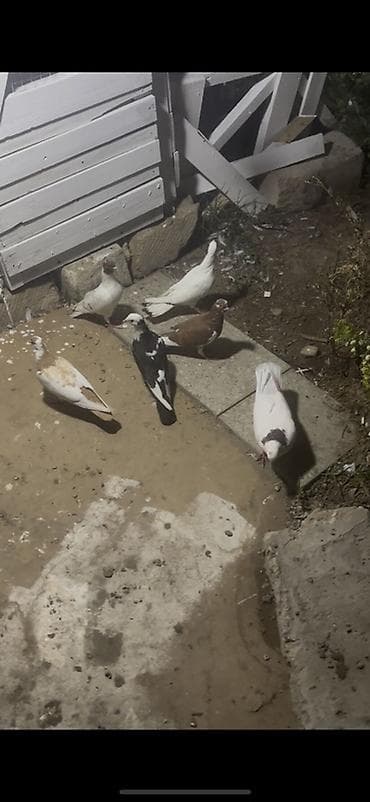 quslar: Salam Qirmizi boynu gullu ag bas kekilli tulmadi qalanlari balalari — 1