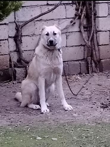 balaca tuklu it: 1 şəkildə Atası 2 şəkil Anası 3 şəkildə balaları təmiz qan valkadar — 2