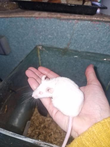 pişik evleri: Hamster balaları – müxtəlif rənglərdə - Rənglər: ağ, krem — 3