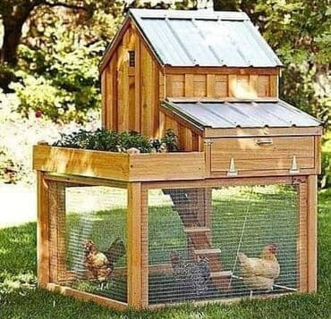 xarı bülbül döş nişanı: Dibçək sexi. Toyuq hini 📍Ünvan : Qala #Dibçək #Dibçək #Güldan #Güldan — 2