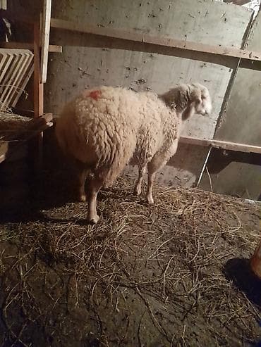 dişi quzu: Quzu — 2