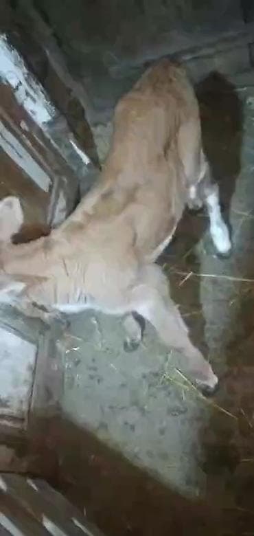 ucuz dana: Buzov satilir 3 gunlukdu dişidi bekar adamlar narahad etmesin

- — 2