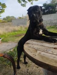 İtlər: Kane-Korso, Erkek — 8