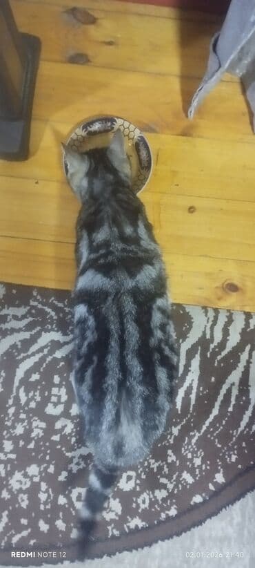 heyvan paltarları: Tabbi, Dişi, Yaxşı əllərə — 4