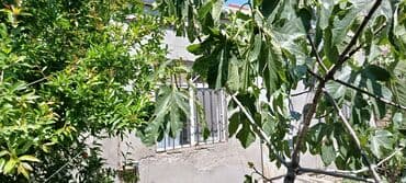 Məişət kimyəvi maddələri: Satılır: həyət ağacları və ya tinglər - Növ: əncir ağacı (Ficus — 1