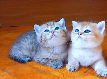 heyvan: Britan, Erkək, Dişi, Yaxşı əllərə, Ünvandan götürmə — 2