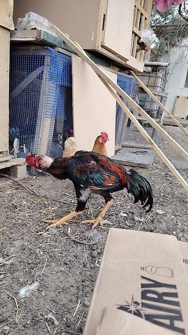 Atlar: Salam aleykum ana mazaxit qanboc ata 77 di atasinin mydanlari olub — 6