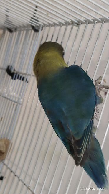 Digər heyvanlar: PAPUQAY FİŞER ERKƏK MUTASYON TÜRKİYƏDƏN GƏLMƏ QUŞLARIN BALASI CÜTƏ — 3