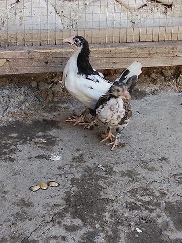 Toyuq cücələri, Damazlıq