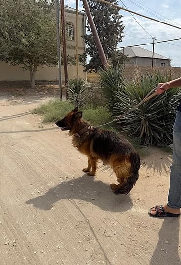 it kangal: Alman çoban iti — 7