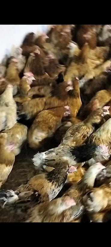 quş xana: Toyuq, Yumurtalıq — 3