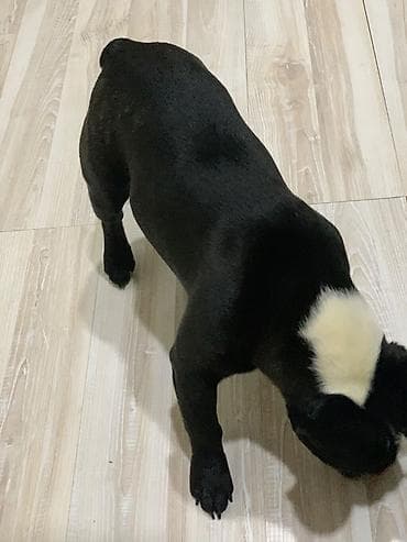 fransiz buldog: Fransiz buldoqu — 2