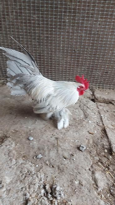 ağdam xoruzu gence: Salam Sabilfot xoruzu satılır akdiv xoruzdu ayaqlarının tükü birazda — 2