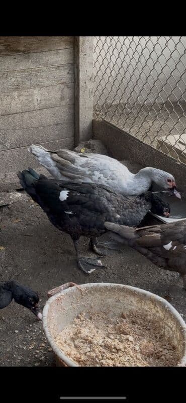 cins ineklerin qiymeti: Erkeyler 45 manat fereler 35 manata istiyen olsa vacapda elaqe — 2