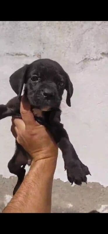 itler bala: Kane-Korso — 3