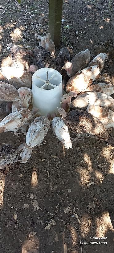 it damları: 3 aylıq Red Buorbun ətlik sort hind quşları.Bu sort hinduşqaların — 4