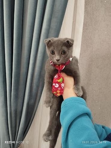 scottish fold satilir: Şotland, Dişi, Yaxşı əllərə, Ünvandan götürmə — 3