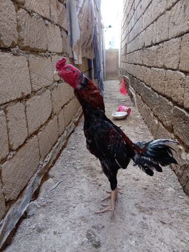 Heyvanlar üçün mallar: Xoruz, Heyratı, il: 1, Ödənişli çatdırılma — 7