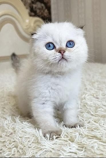 ən gözəl pişik adları: Ağ balaca pişik balası – mavi gözlü, tükləri yumşaq və sıx. Üzündə və — 1