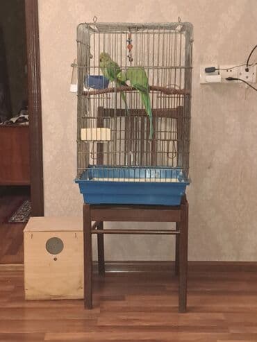 cex qus: Salam hazir cut ojirelivi mennen qabag 1defe 2bala verib saglam — 1