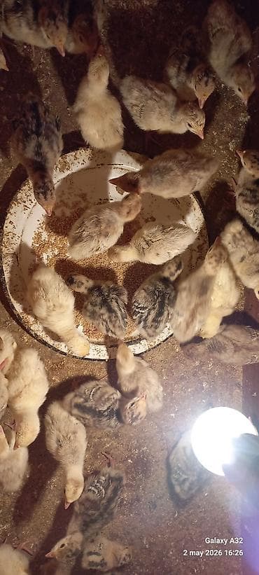 С/х животные и товары: Red Buorbun ətlik sort hind quşlarının 1 həftəlik cucəsi satılır — 10