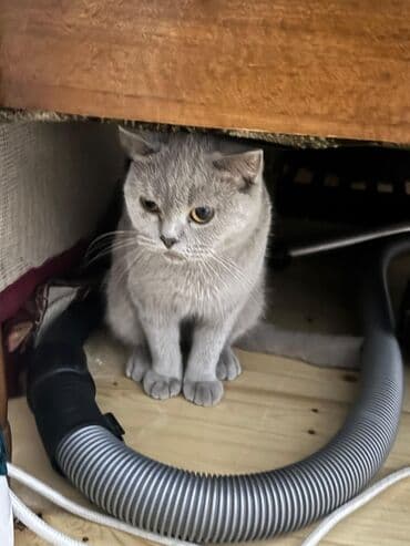 britan pişiyi: Britan — 1