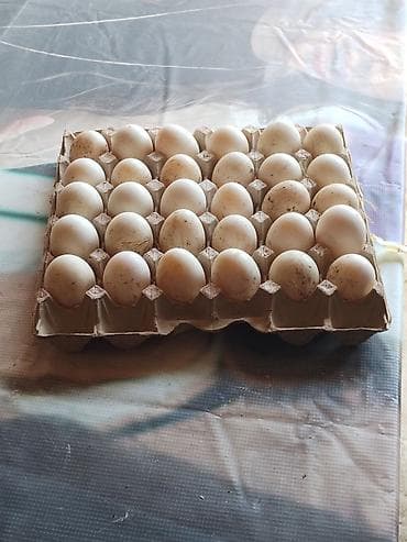 Məhsul: Ördək yumurtası Pekin ordek yumurtası tam arginal mayali