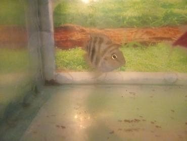 dib balıqları: Panda balığı, Sülhsevər — 2