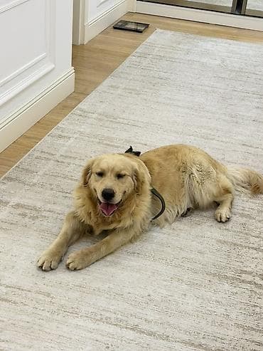 itlerin qidalanmasi: Retriever, 11 ay, Erkek, Peyvəndli, Ünvandan götürmə — 1