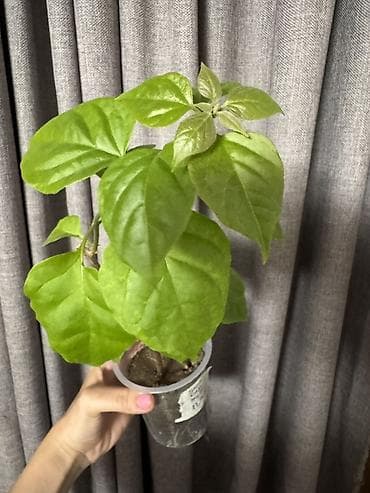 plastik stekan: Bitki: Bougainvillea “Snow Cap” (etiketdə qeyd: Snow cap multi — 2