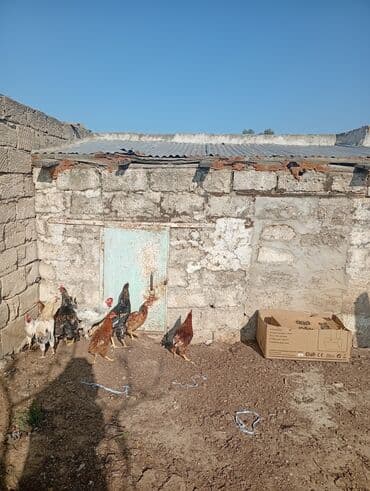 Lüğətlər: Toyuq, Damazlıq — 1