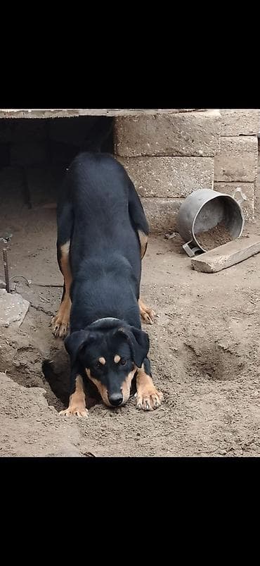 doberman itler: Doberman, 1 il — 4