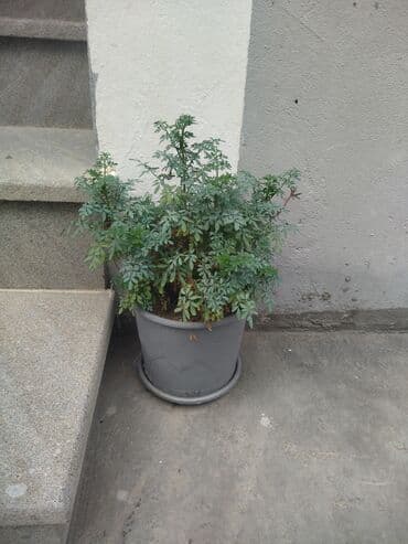 Gübrələr: Suculent – Crassula ovata (Pul ağacı) Metrolara çatdırılma 3 manat — 5