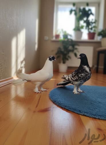 Salam. erkək maya enli quyruq qarabaslar satılır. qiymət dəyərindən lalafo.az -da Salam. erkək maya enli quyruq qarabaslar satılır. qiymət dəyərindən