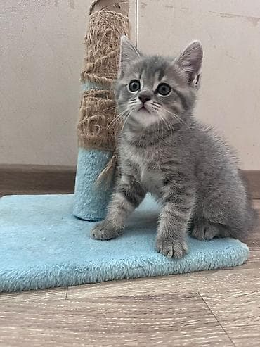 it pişik: Britan — 9