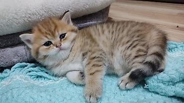 Gəmiricilər: Qızıl şinşilla, Erkək, Yaxşı əllərə, Ünvandan götürmə — 3