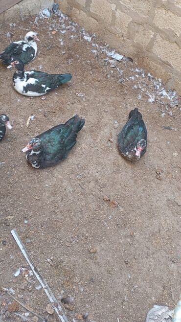 lal ordəklərin satışı: Lal ördək satılır 2 dişi birlikdə 50azn 2erkek 60azn ünvan Maştağa — 1