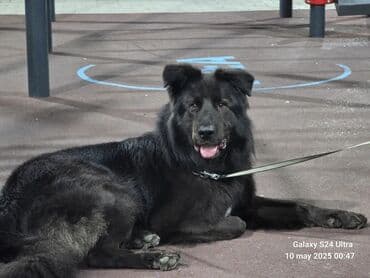 - İt: böyük ölçülü, qara rəngli, uzun tüklü - Tasma və qoşqu ilə lalafo.az -da - İt: böyük ölçülü, qara rəngli, uzun tüklü - Tasma və qoşqu ilə