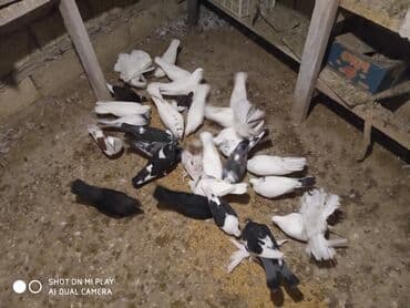 geref quşu: Super göyərçinlər bu yay 7-8 saat uçan Dəniz qırağında gecədən — 2