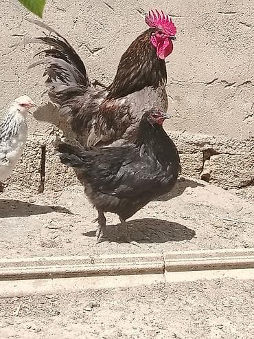 lal ördek satışı: Toyuq, Damazlıq — 1
