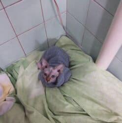 Sfinks, Dişi, Ünvandan götürmə lalafo.az -da Sfinks, Dişi, Ünvandan götürmə