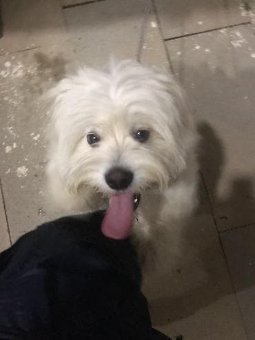 balaca cins itler: 🐾 — 1