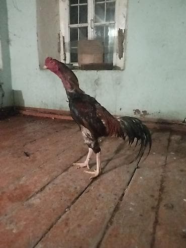 gəncə toyuq satan: Məhsul: Uzunboyun, iri cüssəli xoruz Təsvir: - Tip: Yerli döyüş/Asil — 1